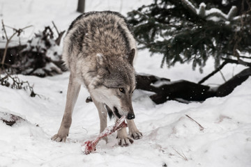 female wolf in the snow, looks suspiciously and gnaws at a bone, a predatory animal in winter.