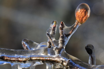 With an ice layer to prevent the fruit blossom from freezing. With an not fully grown fruit from...