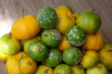 Delicious organic fruits.
Beautiful lemons, oranges and bergamots.