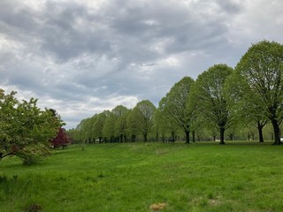 landscape with trees and clouds