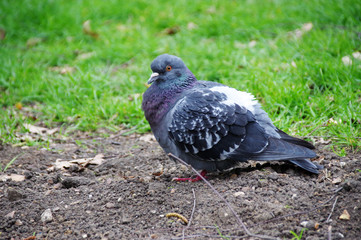 Pigeon