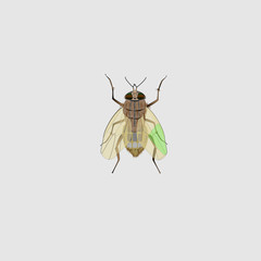 FLY, FLY VIEW FROM TOP