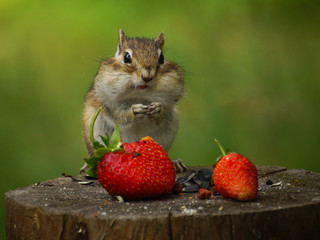 Chipmunk stands on a stump with strawberries