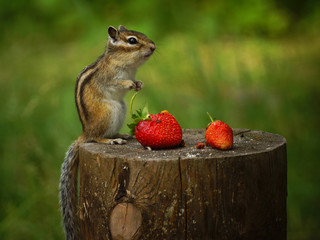 Chipmunk stands on a stump with strawberries