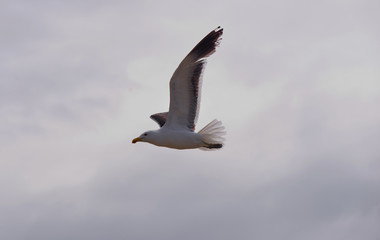 Fototapeta na wymiar A Cape Seagull in mid flight in over cast sky