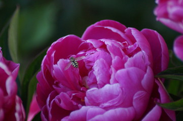 Blüte und Schwebfliege