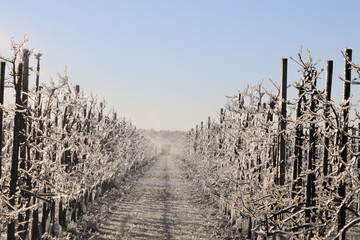 With an ice layer prevent the fruit blossom from freezing. Rows sprinkling in a fruit orchard.