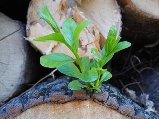 Überlebenswille - frischer Trieb wächst aus gerodetem Baum