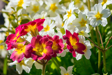Colorful spring primrose flowers in the garden.
