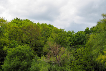 Obraz premium green trees in late spring and sky in a Park in Europe. nature