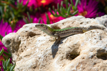 A lizard among the flowers