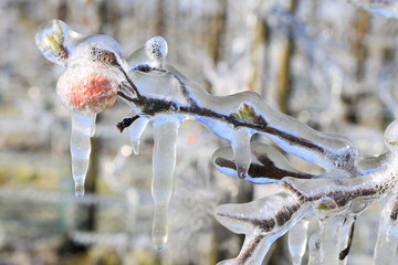 With an ice layer to prevent the fruit blossom from freezing. With an not fully grown fruit from...