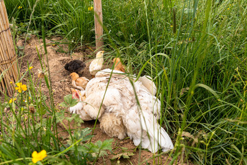 Obraz premium Glucke mit ihren Küken beim Staubbad