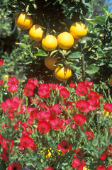 Oranges and spring flowers in Ventura Country, CA