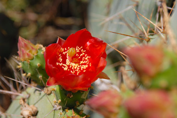 red and white cactus with yellow pistils