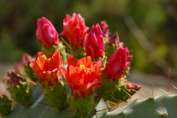 red and white cactus with yellow pistils