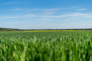 Green field of grain Poland - may