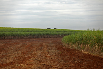 Obraz premium planting area for sugar cane