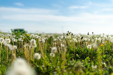 Obraz premium Field full of dandelions. Great place to rest with contact with nature