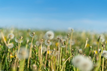 Field full of dandelions. Great place to rest  with contact with nature