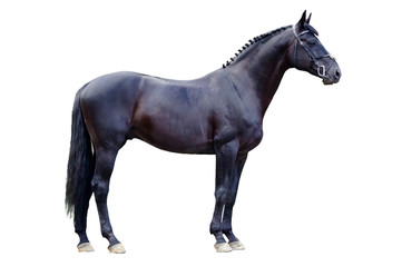 Fototapeta na wymiar Trakehner black stallion isolated on white