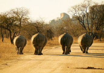 Rear view of rhino family walking on a dirt road, Kruger National Park, South Africa
