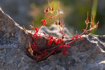 red flower in the rays of goes down sun in Croatia
