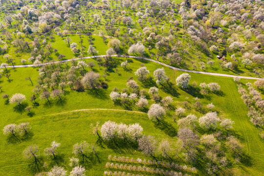 Germany, Baden-Wurttemberg, Owen, Drone view of dirt road stretching across countryside orchard in spring