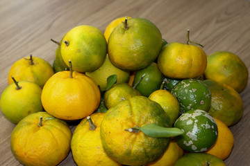 Delicious organic fruits.
Beautiful lemons, oranges and bergamots.