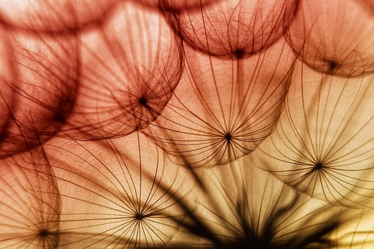 German, Baden-Wuerttemberg, Close up of dandelions