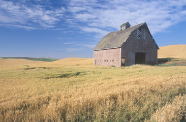 An old barn in a wheat field with a blue sky in Southeast WA © spiritofamerica