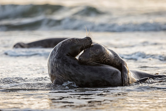 Germany, Helgoland, Grey Seals (Halichoerus grypus) playing