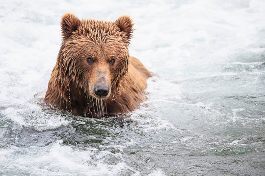 USA, Alaska, Katmai National Park, Brown bear (Ursus arctos) at Brooks Falls, foraging