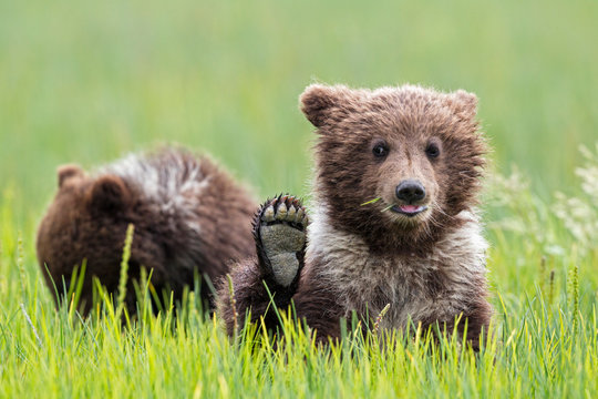USA, Alaska, Lake Clark National Park and Preserve, Brown bear cubs (Ursus arctos)