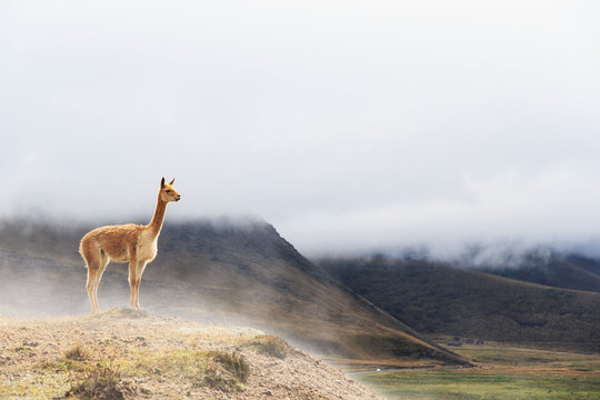 Ecuador, Chimborazo, vicuna standing on a hill