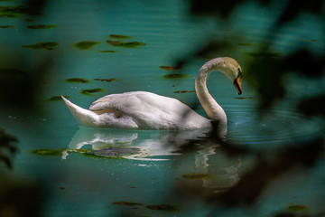 Close up of swan seen through foliage swimming on colourful  lake with yellow algae in Wiltshire, UKin Wiltshire, UK