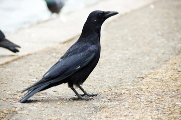 Crow