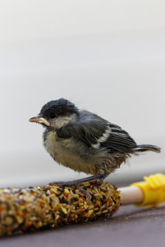 m&eacute;sange charbonni&egrave;re 