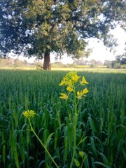 the beautiful indian farm and wheat plants