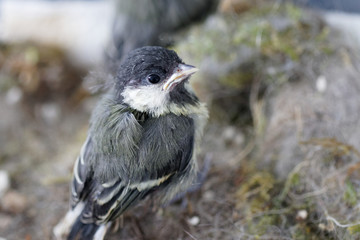 mésange charbonnière 
