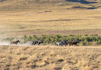 Fototapeta na wymiar Herd of Wild Horses in Spring inthe Utah Desert