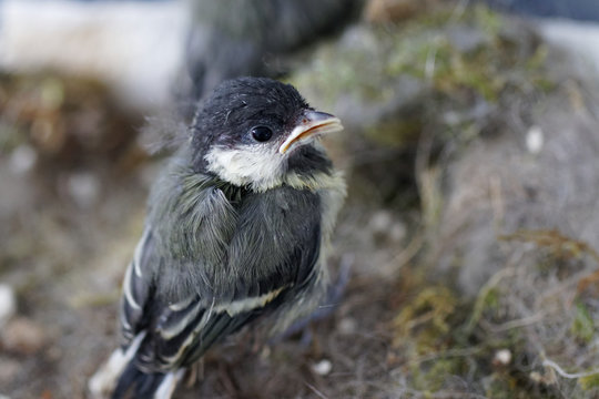 m&eacute;sange charbonni&egrave;re 