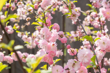 Cherry tree in blooming