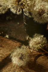 Still life with dandelions. Vintage. Author's style.