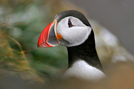 Iceland, Atlantic puffin
