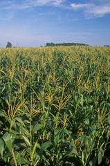 Corn field in South Bend, IN