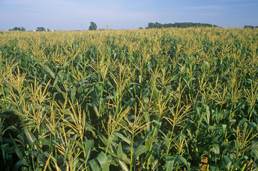 Corn field in South Bend, IN