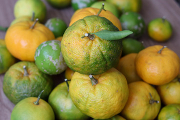 Delicious organic fruits.
Beautiful lemons, oranges and bergamots.