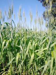 Obraz premium the green wheat plant and farm 
