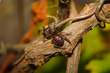 macro photography of spider on a leaf